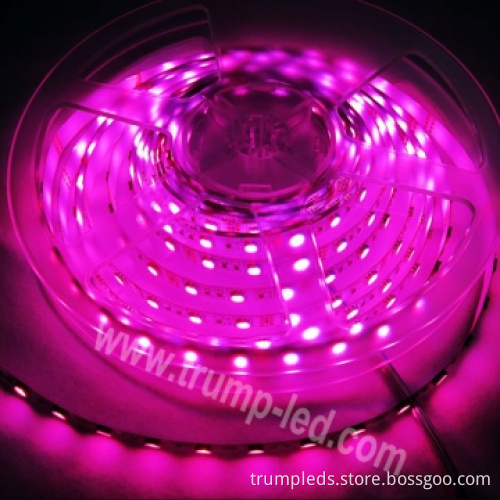 Shenzhen Wholesale High Output 5050 SMD LED Flexible Strip Light